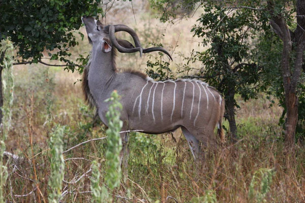 Kora National Park
