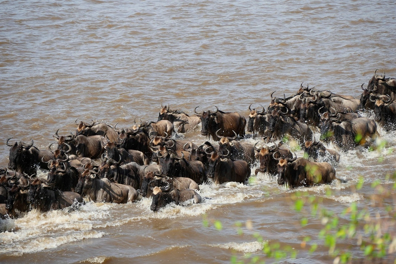 Wildebeest Migration