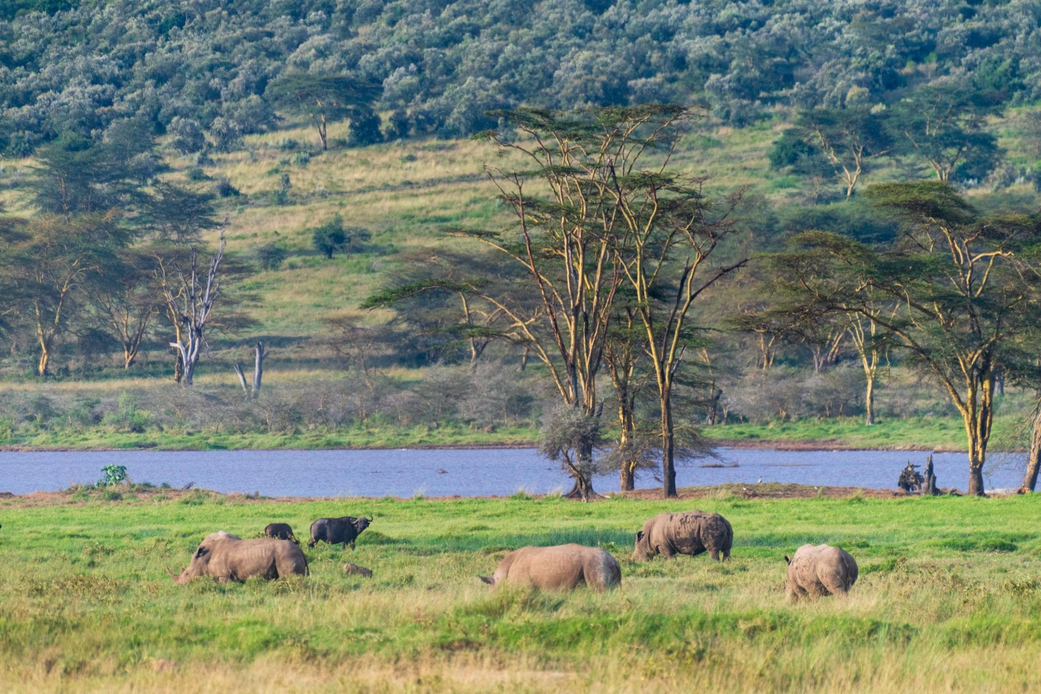 Nakuru Np