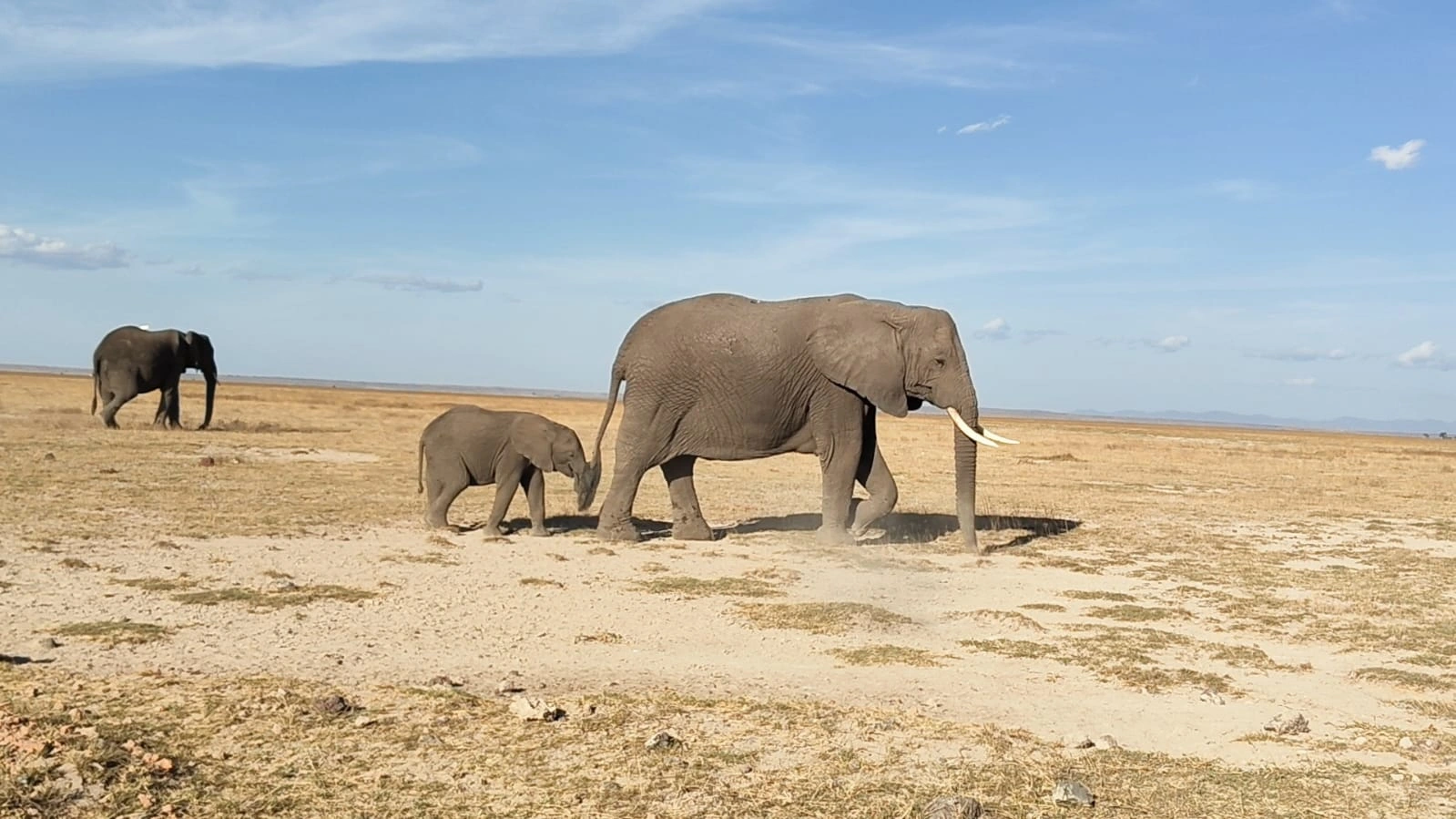 Wildlife sightings at Amboseli National Park WhatsApp Image 2026 10 01 at 16.59.06 (2)