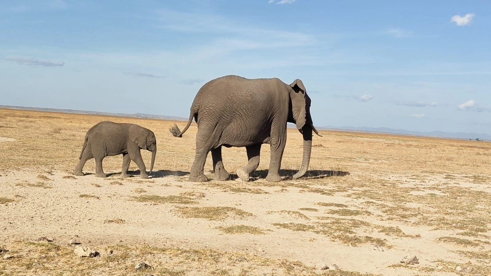 Elephants and wildlife on an Amboseli National Park safari