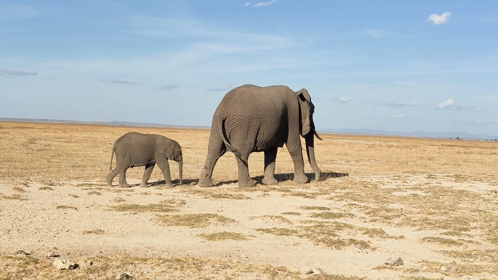 Family Safari in Kenya: Complete Guide for Parents and Children