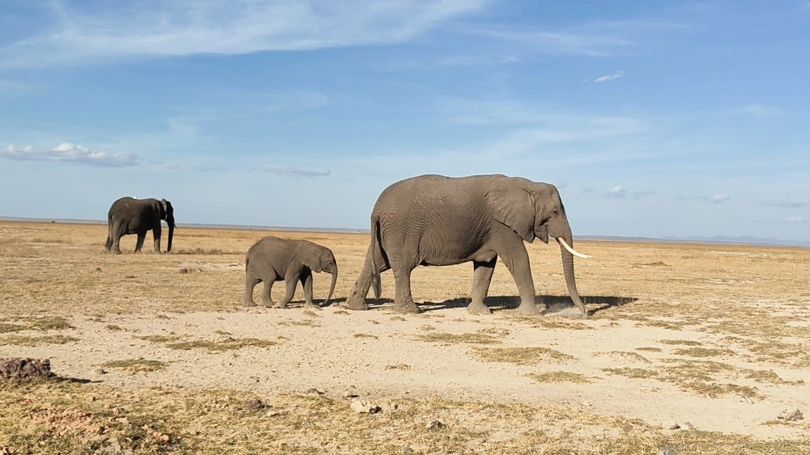 Wildlife sightings at Amboseli National Park WhatsApp Image 2026 10 01 at 16.59.07 (2)