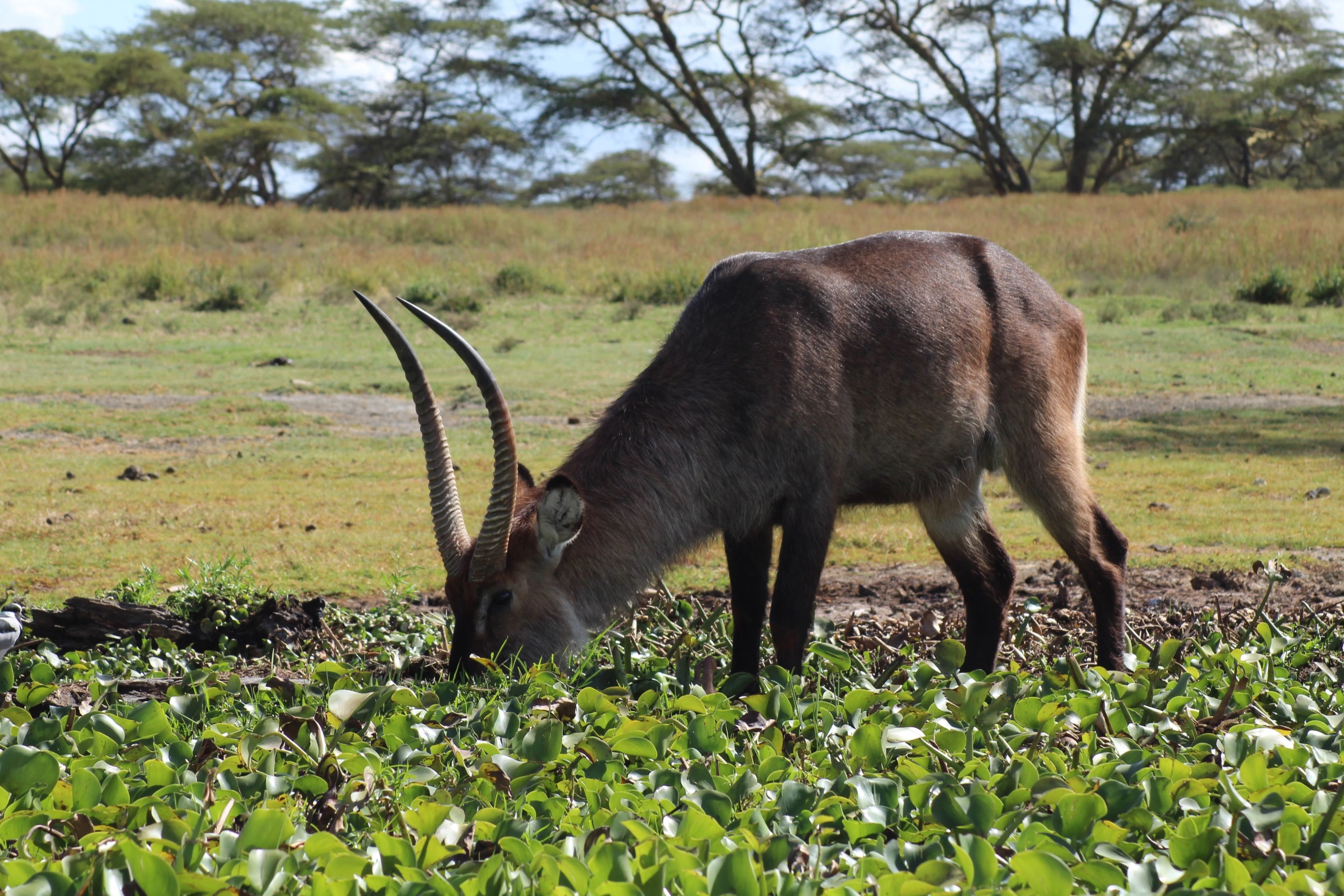 Best Time to Visit Kenya for Safari: Month-by-Month Guide