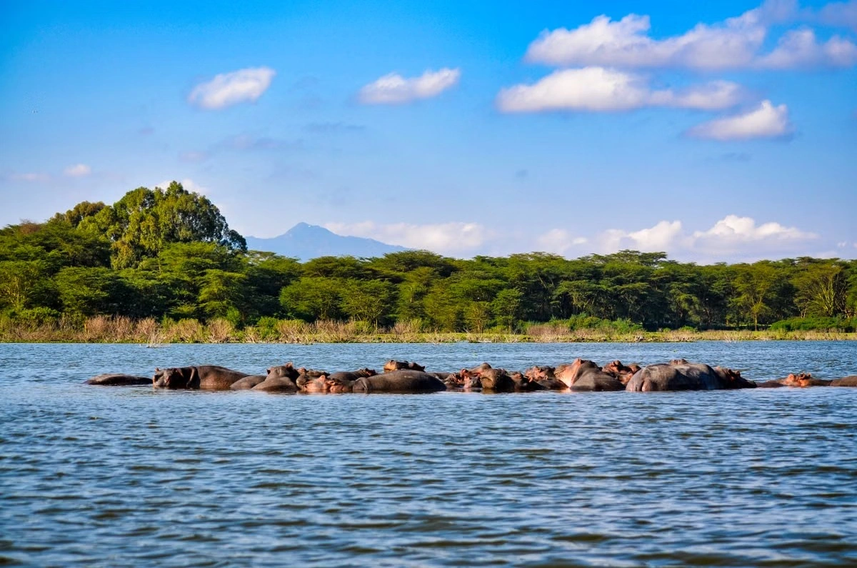 Wildlife sighting at Lake Naivasha imgi 194 pexels photo 8341094