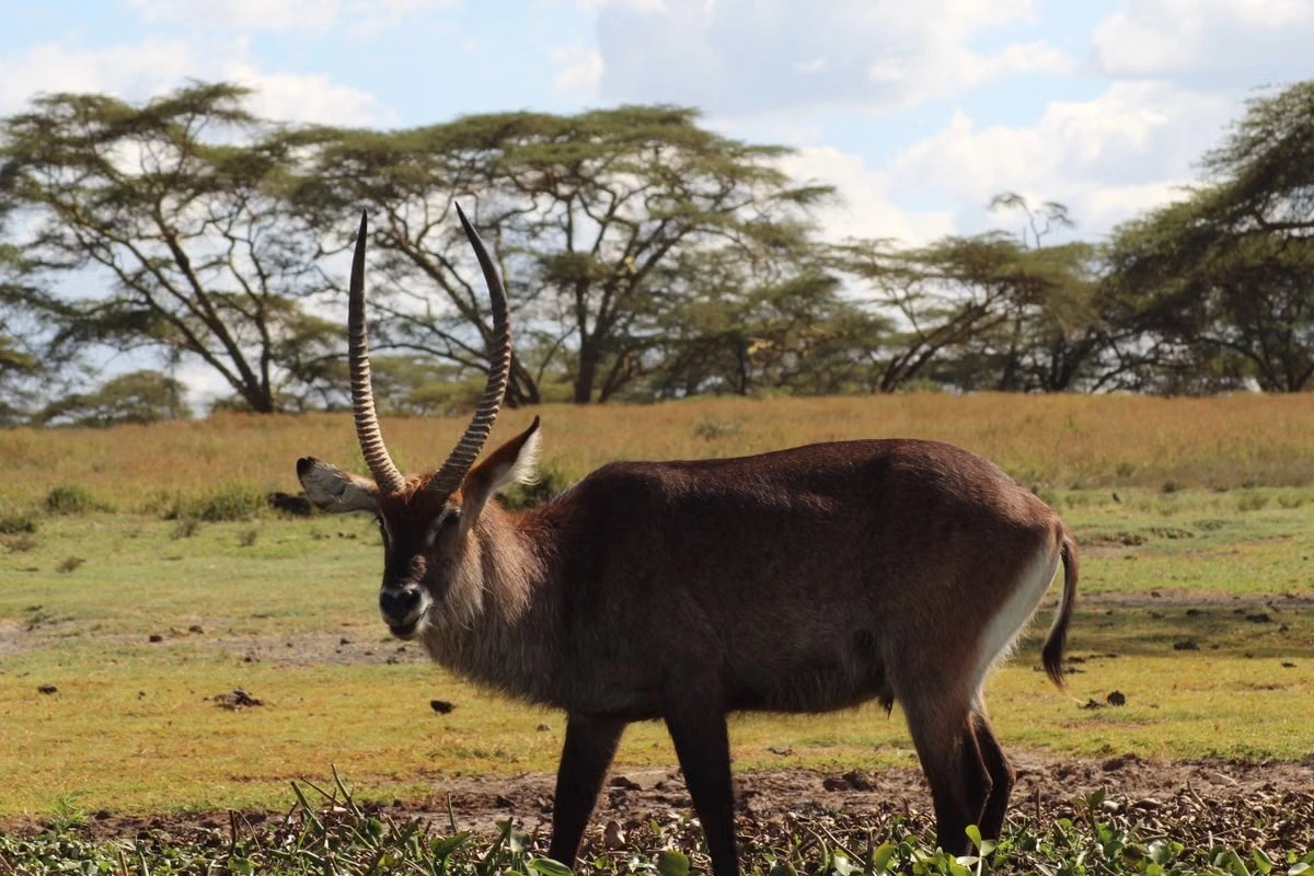 Wildlife sighting at Lake Naivasha imgi 111 free photo of waterbuck in kenyan savannah wilderness