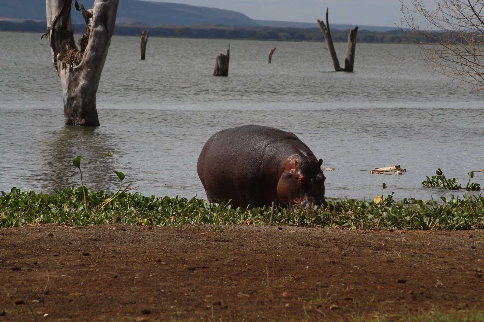Wildlife sighting at Lake Naivasha imgi 94 free photo of hippopotamus grazing on lake naivasha shoreline