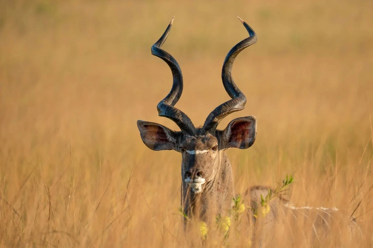 Wildlife spotting at the Tsavo West National Park imgi 156 greater kudu 9569843 1280