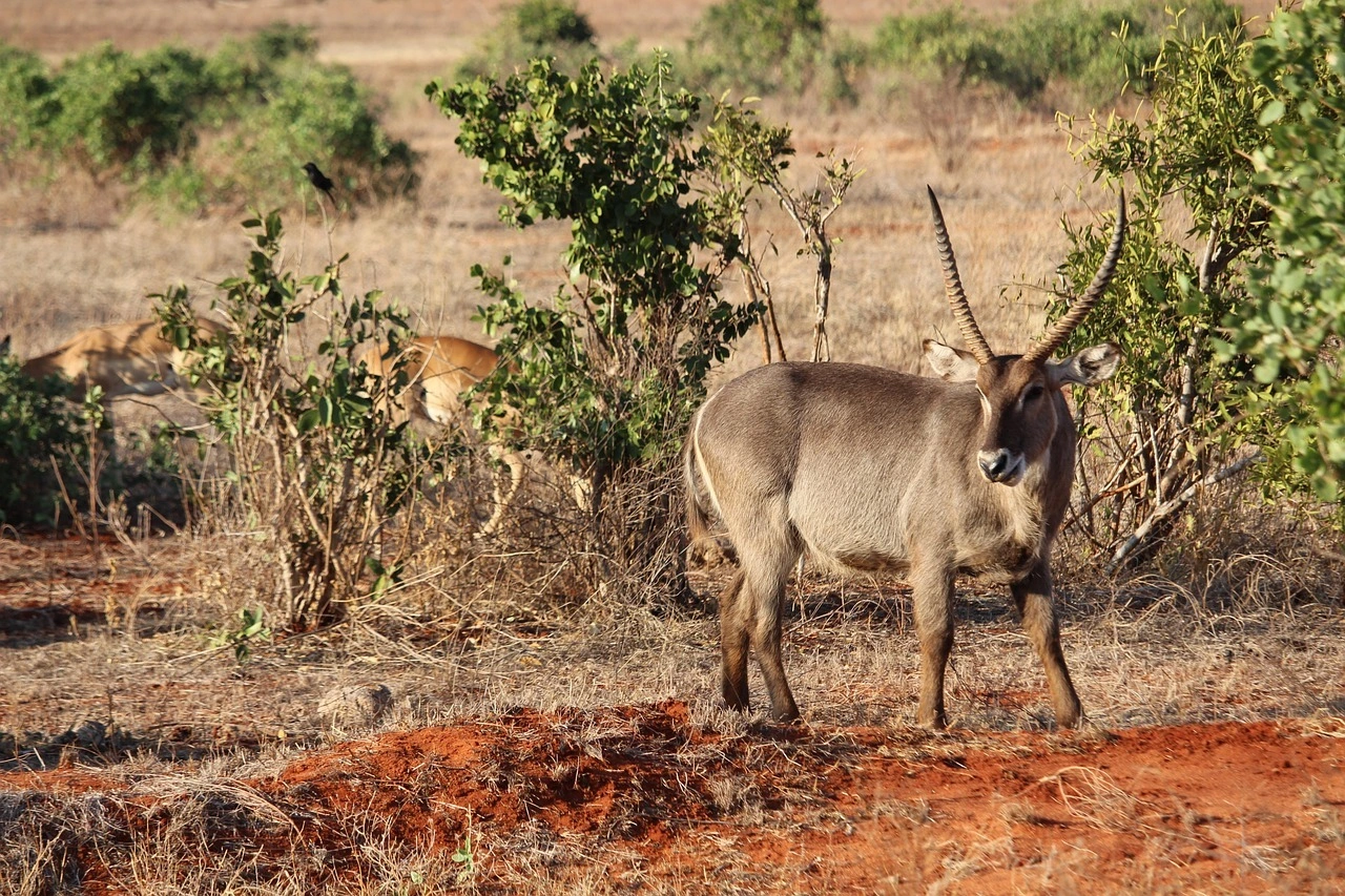 7 Day Tsavo Red Elephant to Amboseli Kilimanjaro Safari