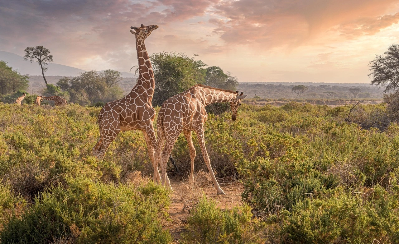 Wildlife sighting at Samburu National Reserve imgi 93 giraffes 7238815 1280