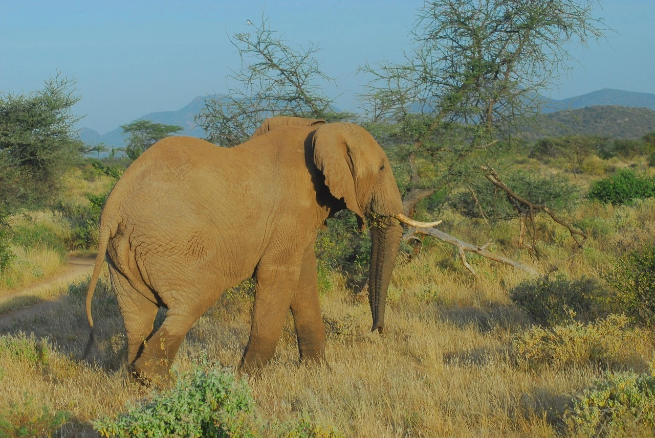 Wildlife sighting at Samburu National Reserve imgi 84 elephant 4650927 1280