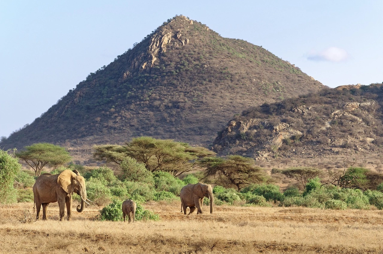 Wildlife sighting at Samburu National Reserve imgi 4 elephants 7254462 1280