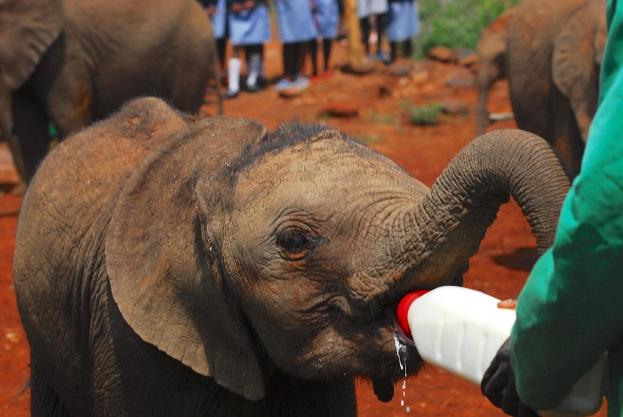 Nairobi National Park and Sheldrick Elephant Nursery Experience