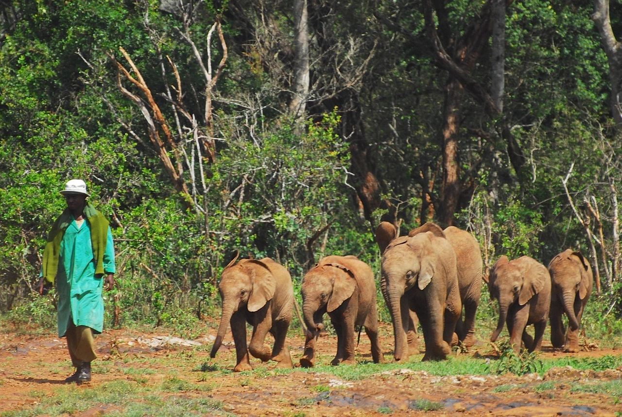 Elephants feeding at the david sheldrick elephants on the move at the sheldrick wildlife trust