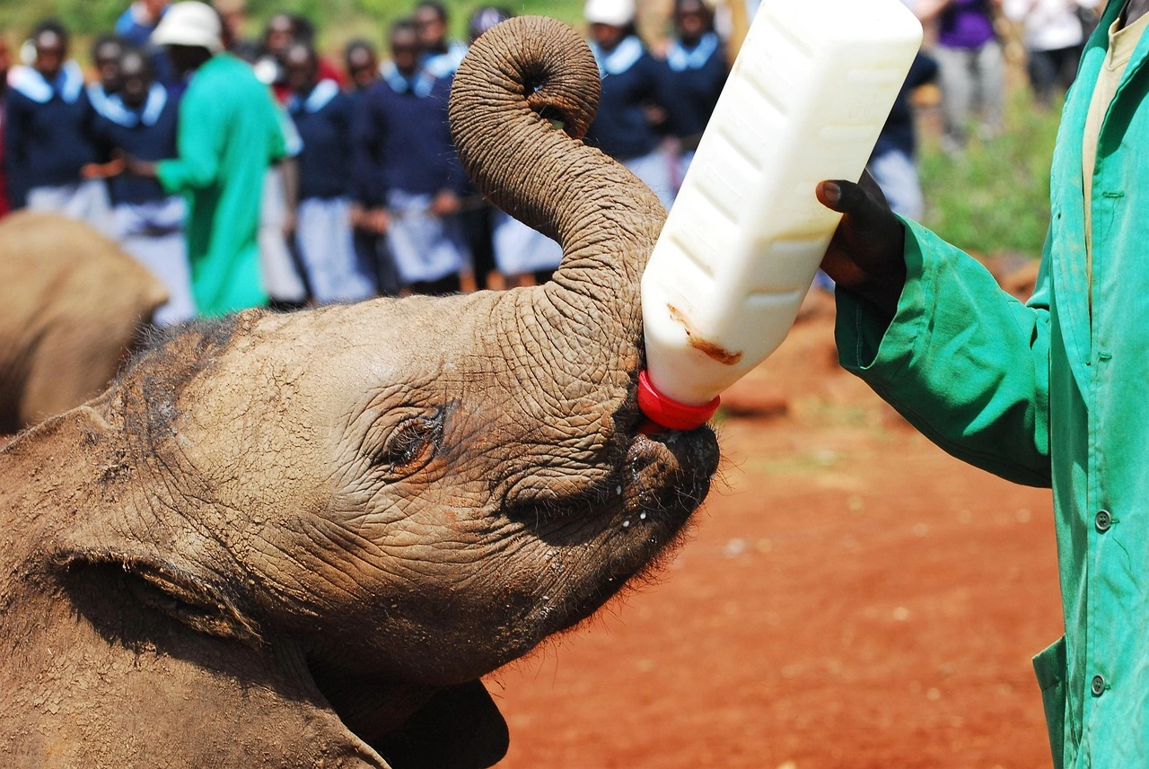 Elephants feeding at the david sheldrick Sheldrick elephant nursery