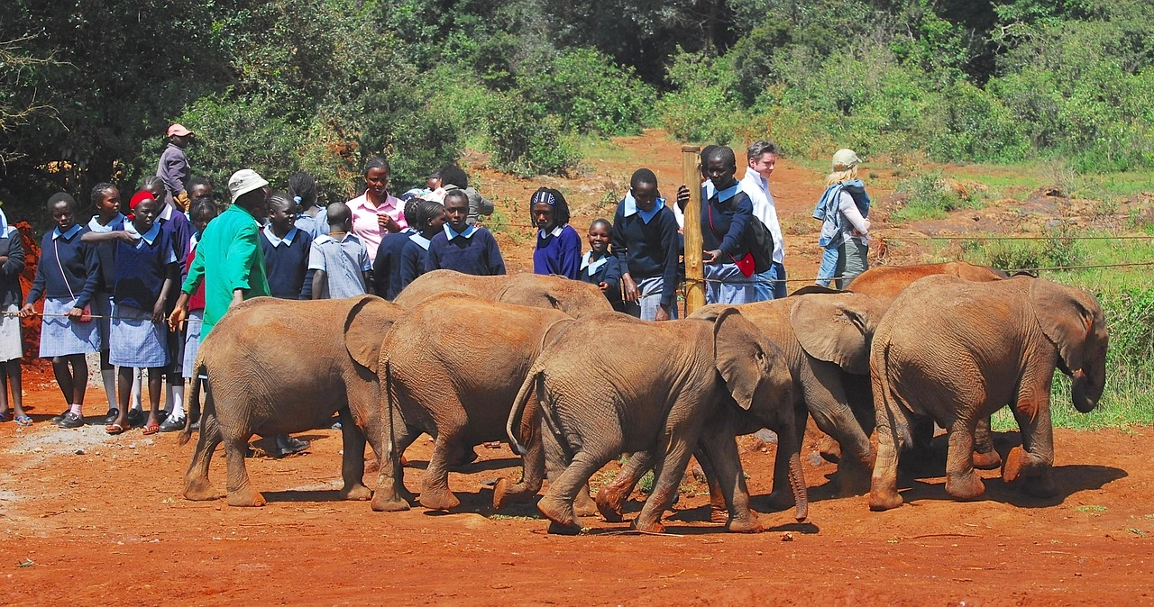 Elephants feeding at the david sheldrick David Sheldrick