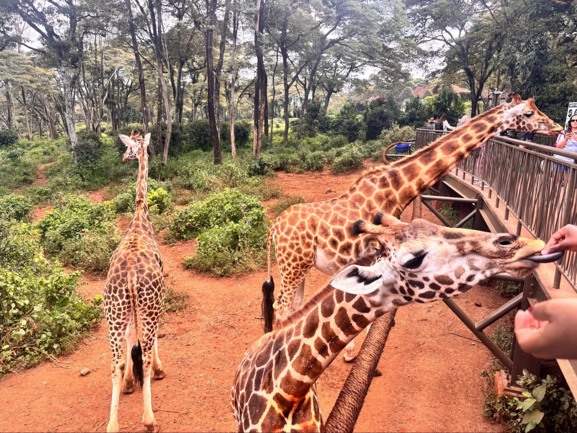 Giraffe feeding at the giraffe center the giraffe feeding