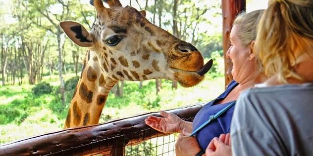 Giraffe feeding at the giraffe center giraffe feeding