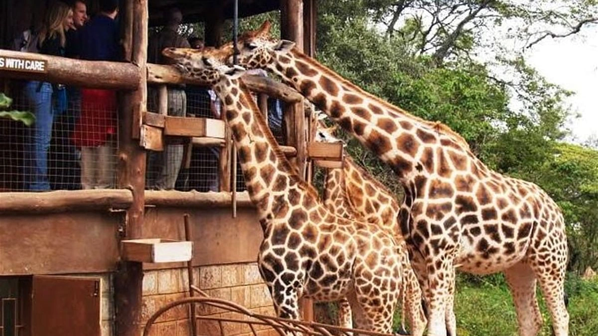 Giraffe Centre