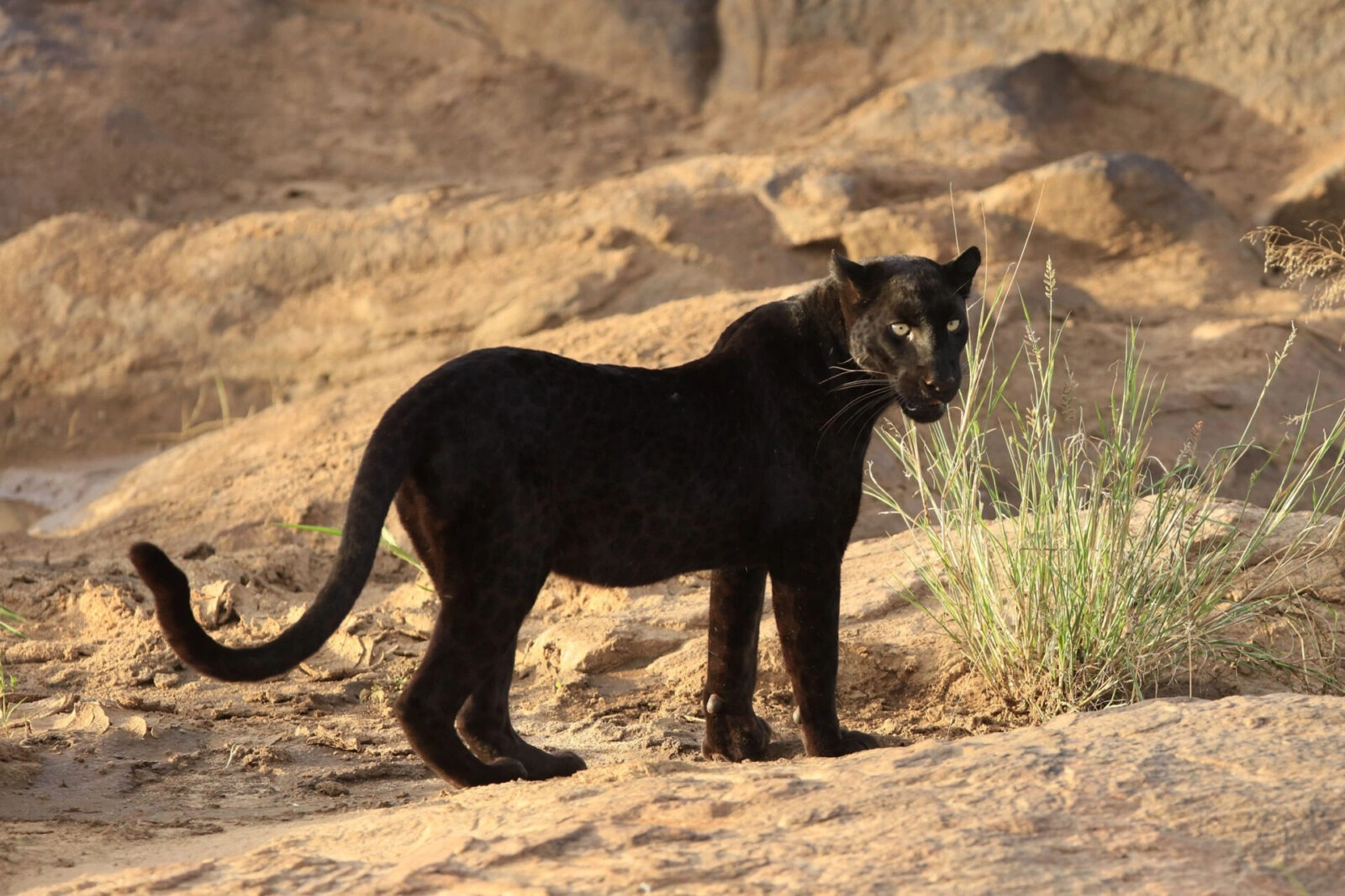 6 Day Laikipia Conservancies Safari