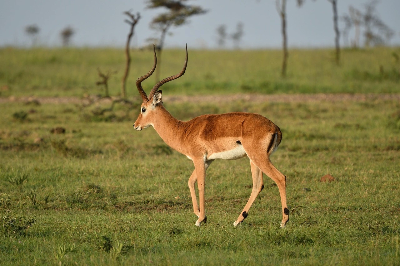 Wildlife Spotting at the Masai mara National Reserve imgi 131 antelope 7235647 1280