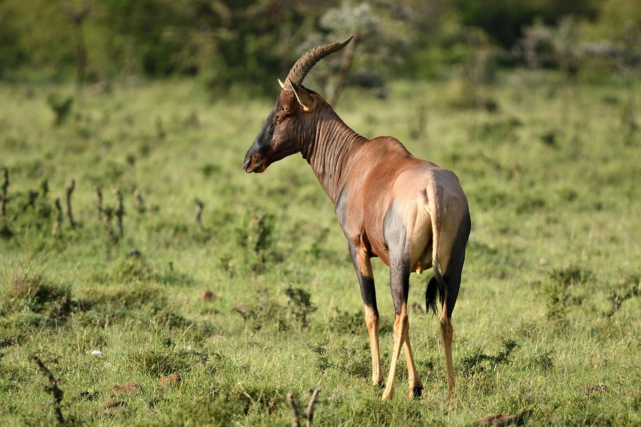 Wildlife Spotting at the Masai mara National Reserve imgi 130 topi 7235569 1280
