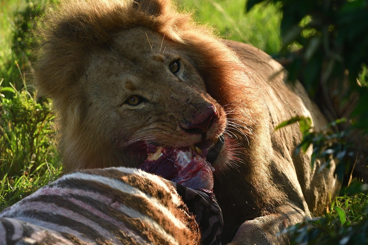 Wildlife Spotting at the Masai mara National Reserve imgi 124 lion 7235666 1280