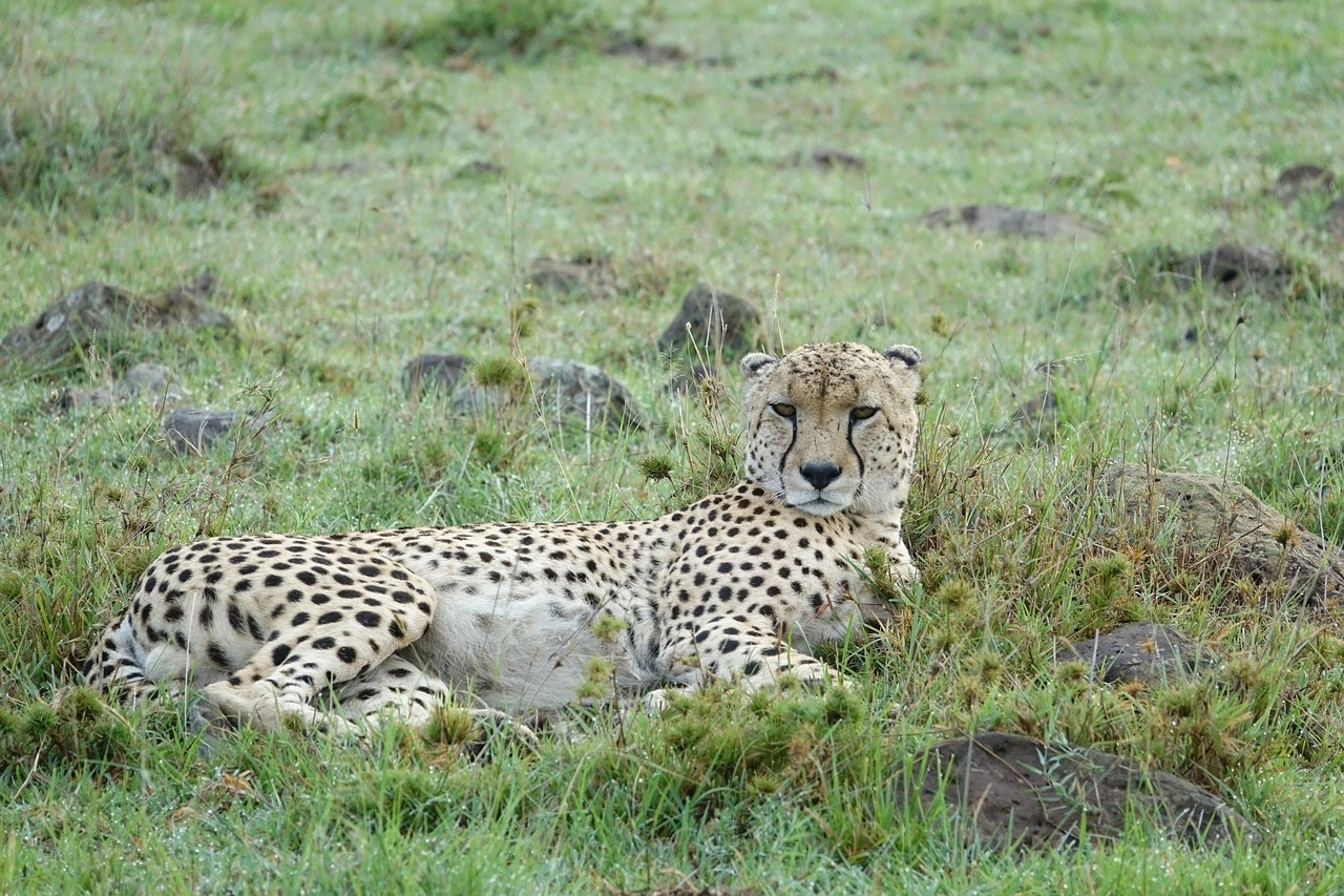 Wildlife Spotting at the Masai mara National Reserve imgi 123 wildlife 3151310 1280