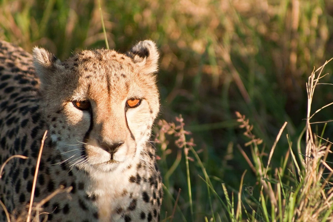 5 Day Maasai Mara & Lake Nakuru National Park Safari