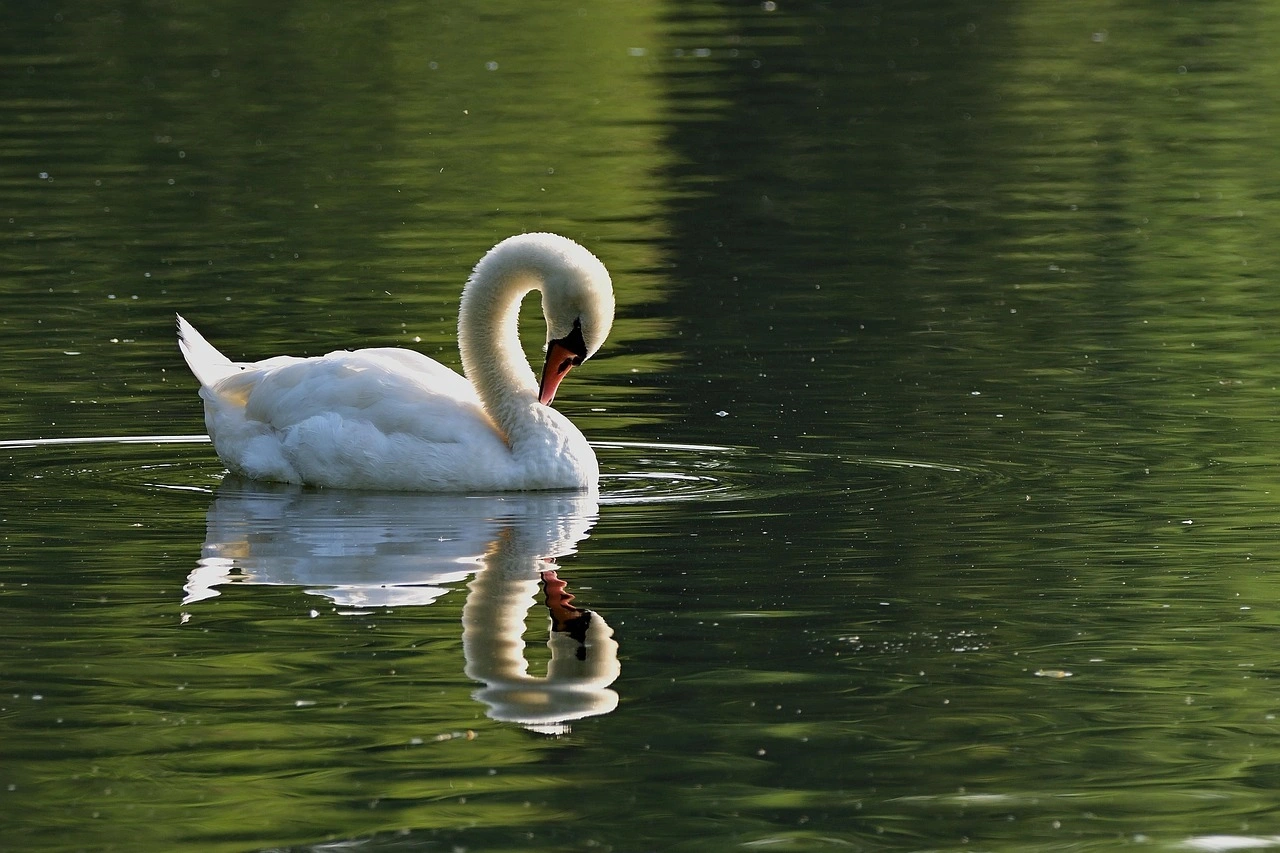 Wildlife spotting at Lake Nakuru National Park imgi 109 swan 7355432 1280