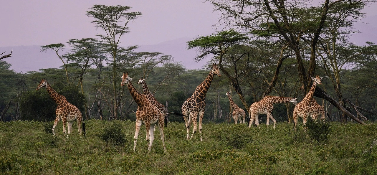 Wildlife spotting at Lake Nakuru National Park imgi 99 giraffes 2685352 1280