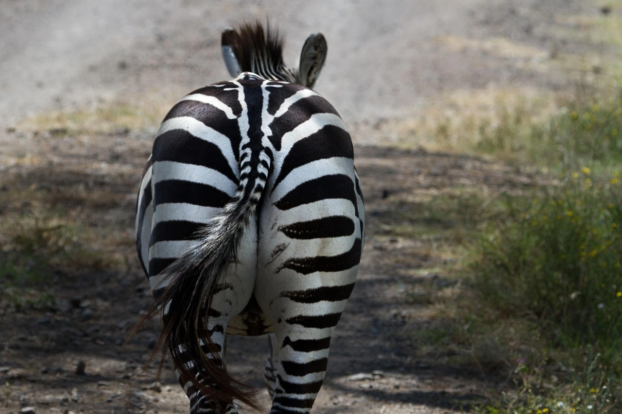 Wildlife spotting at Lake Nakuru National Park imgi 4 zebra 279977 1280