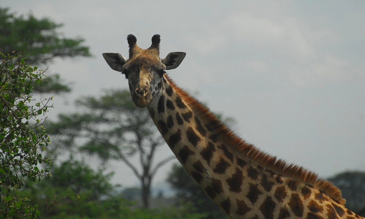 Wildlife sighting at Nairobi National Park imgi 94 giraffe 4713258 1280