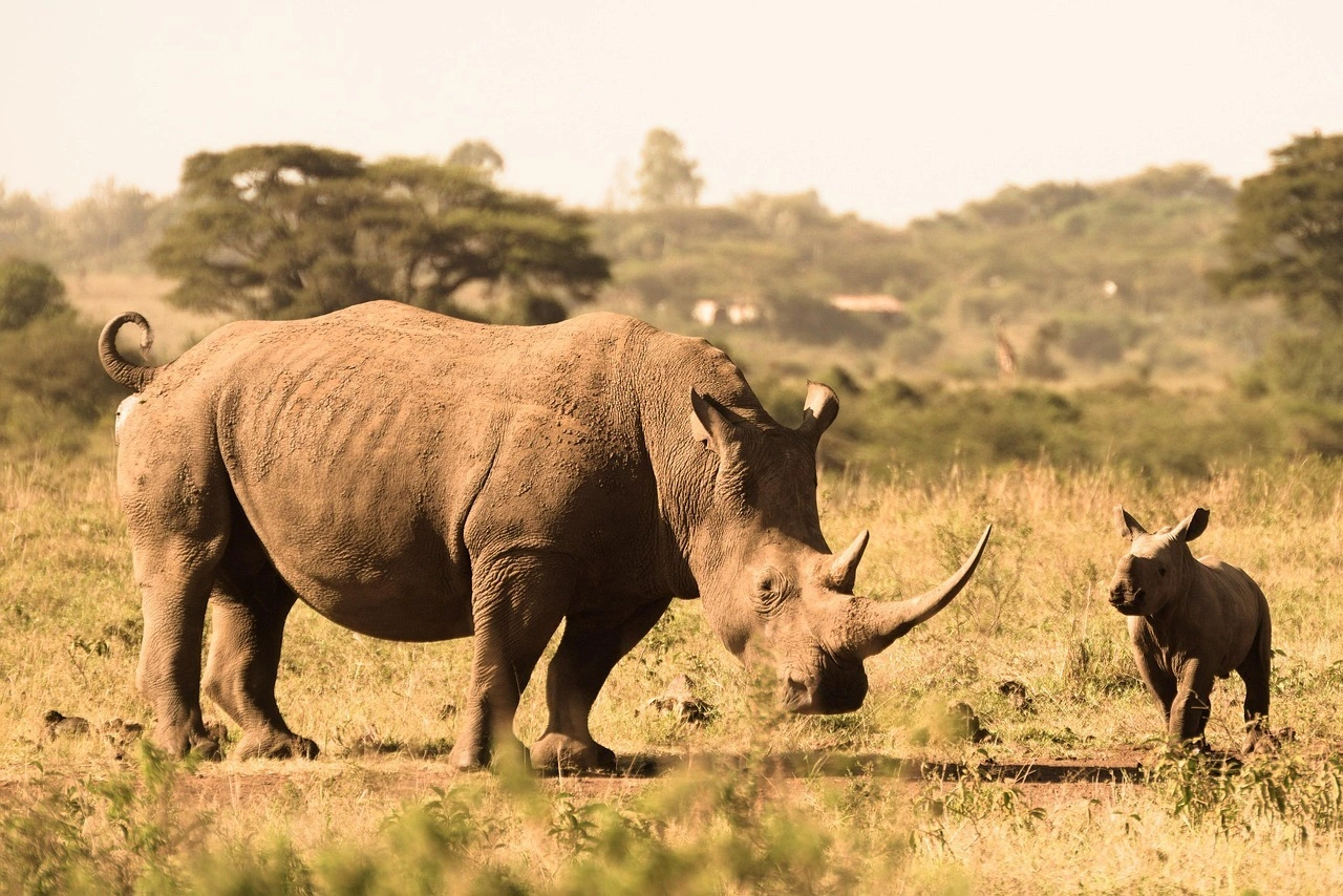 Half Day Nairobi National Park Safari