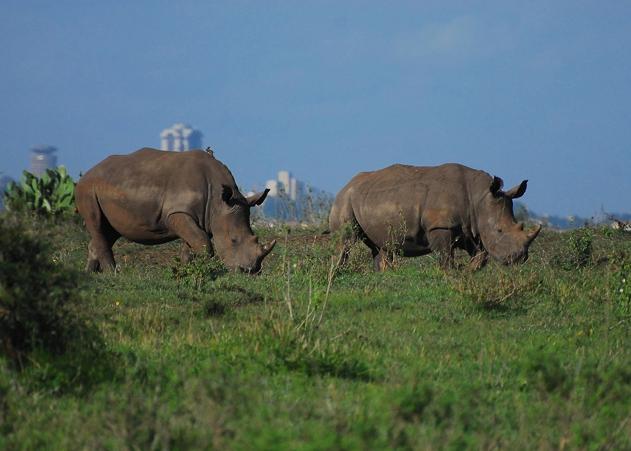 Wildlife sighting at Nairobi National Park imgi 81 rhino 4422728 1280