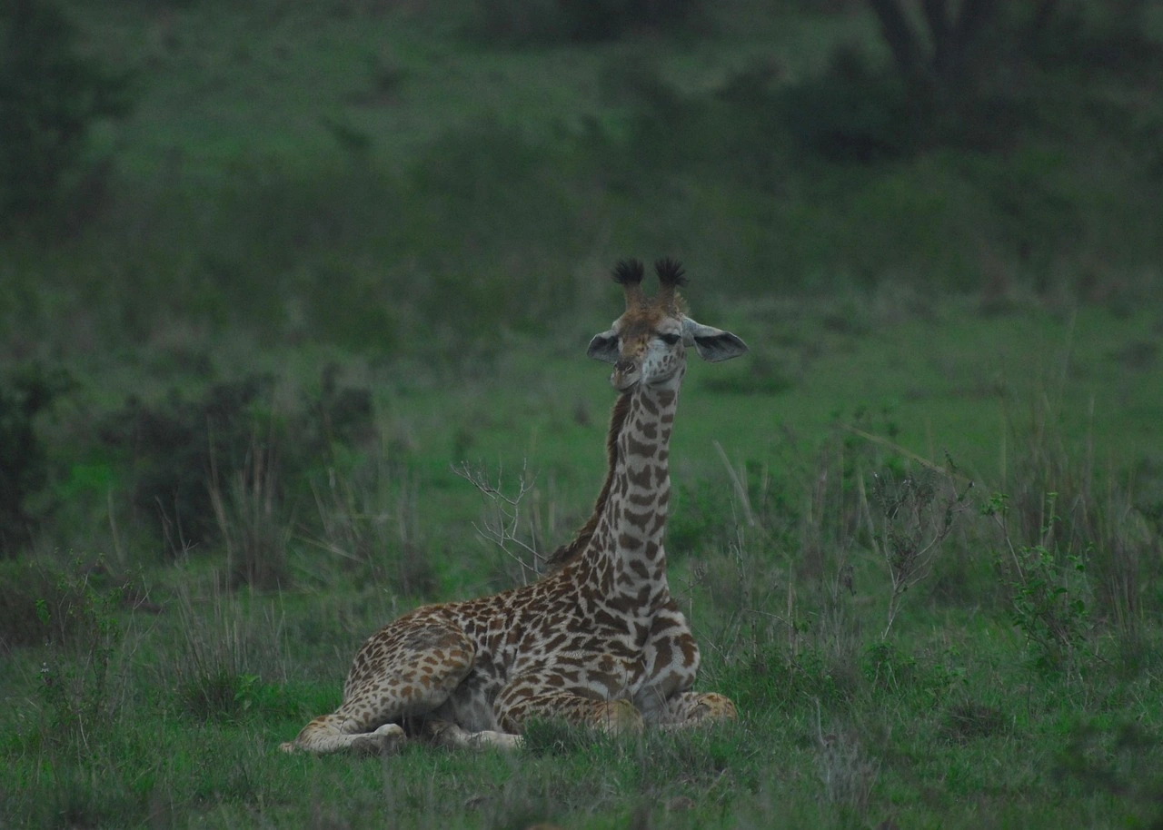 Wildlife sighting at Nairobi National Park imgi 82 giraffe 4721245 1280