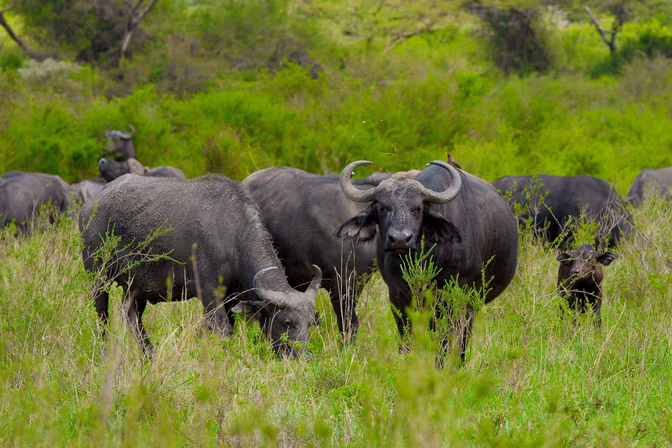Animal sightings at Oldonyo Sabuk imgi 163 019A0694 2 scaled
