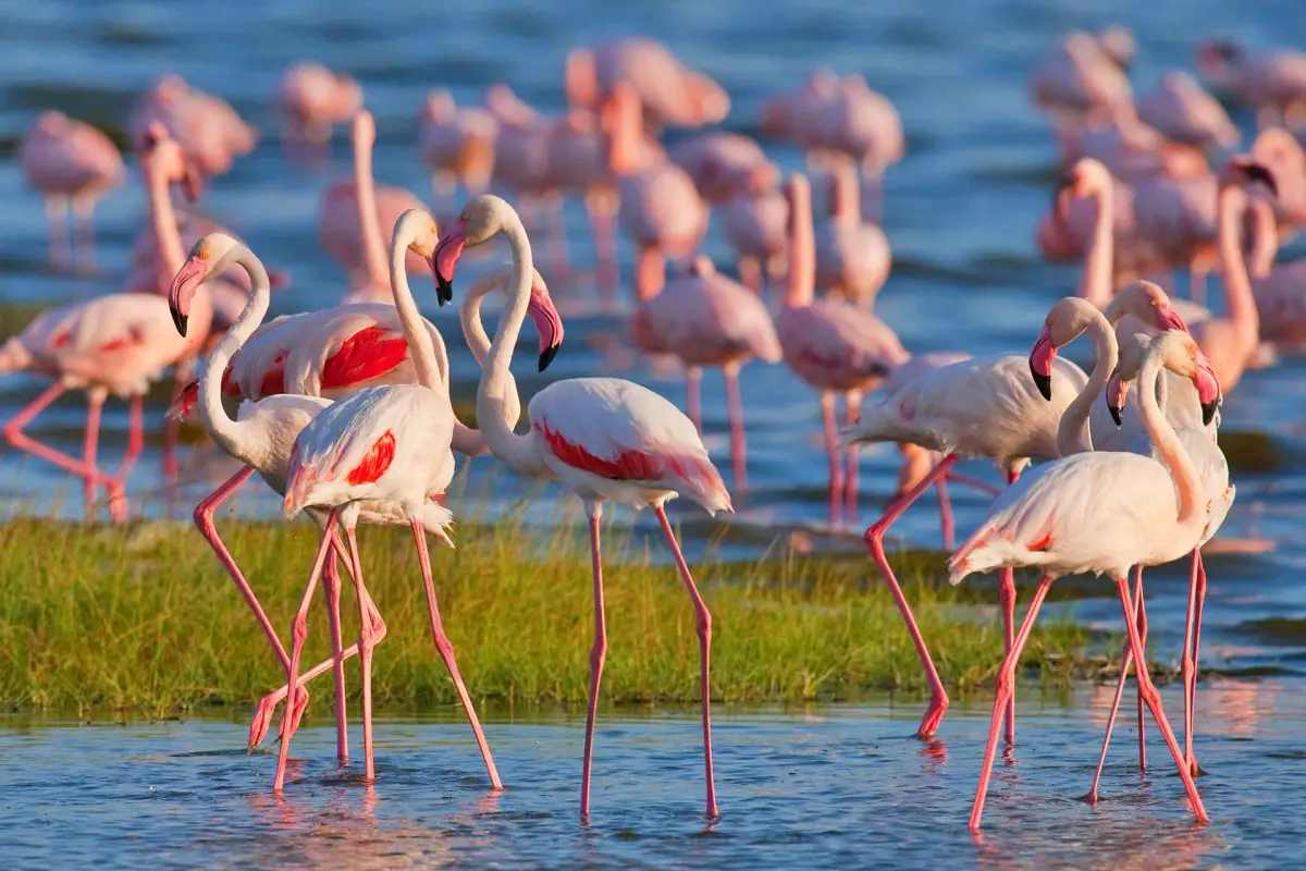 2 Day Overnight at Lake Nakuru National Park