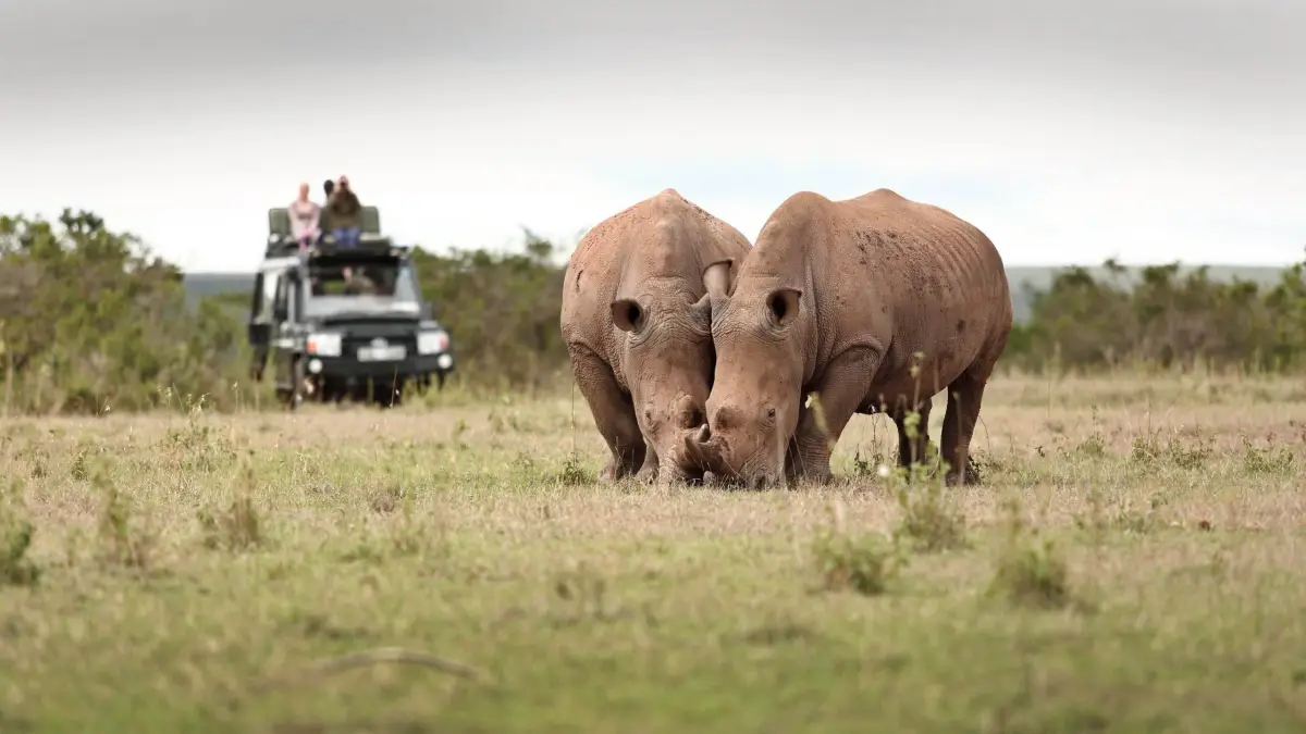 3 Day Solio Game Reserve & Thomson’s Falls Safari
